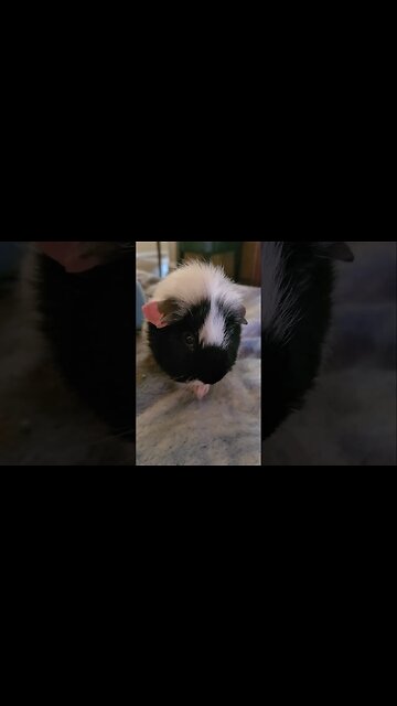 Overly dramatic guinea pig video (full vid since shorts won't let me upload the whole thing)