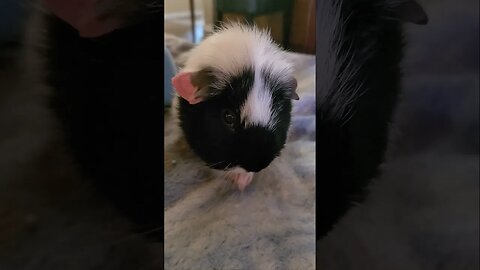 Overly dramatic guinea pig video (full vid since shorts won't let me upload the whole thing)