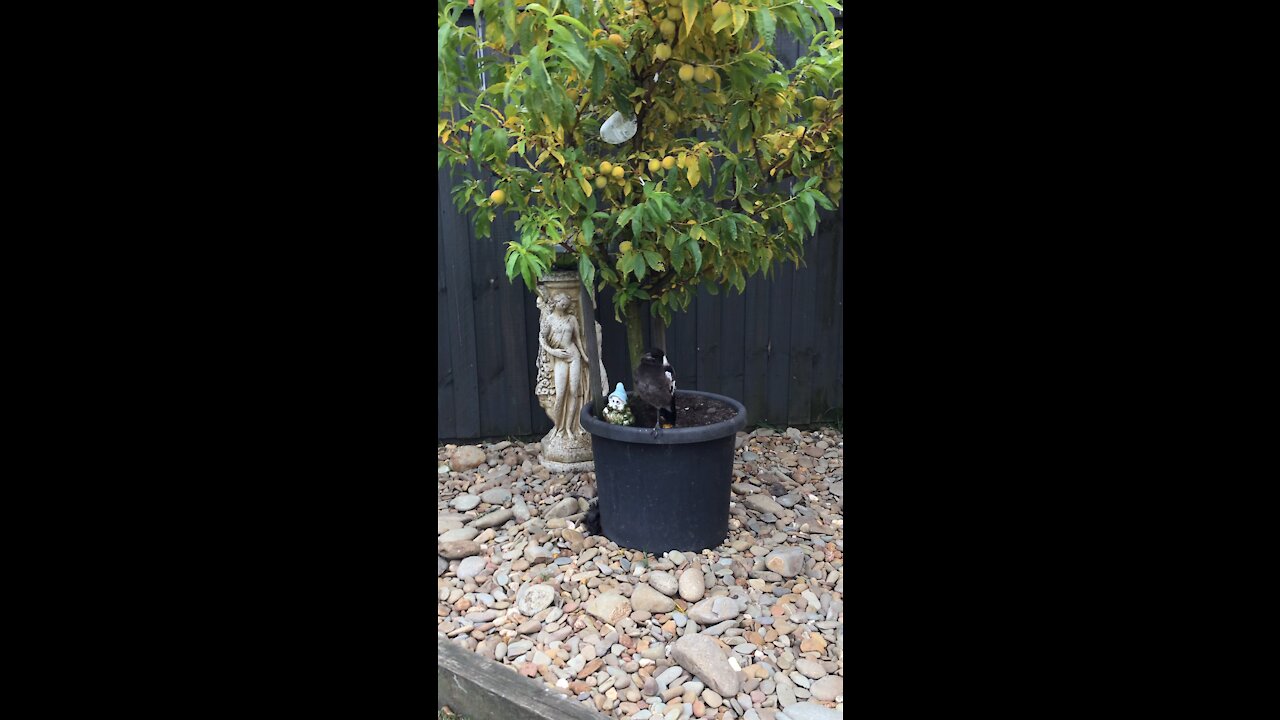 Baby Magpie Singing