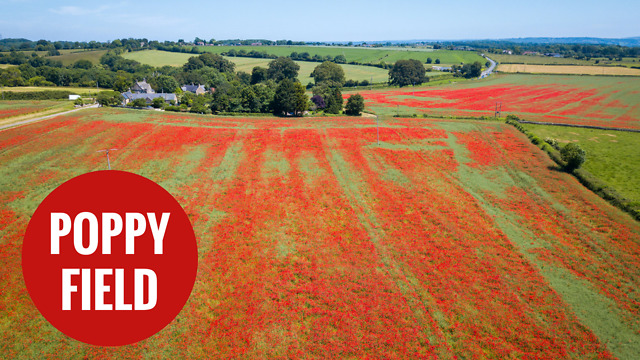 Thousands of poppies have burst into bloom in Wiltshire