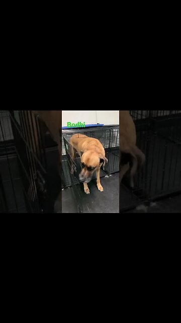 [Shorts 0078] BODHI [#dogs #doggos #doggies #puppies #dogdaycare]