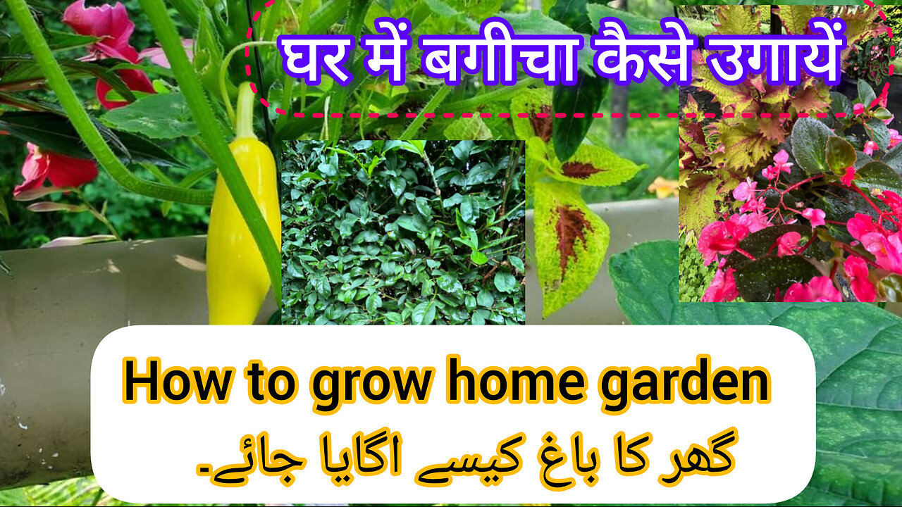 Home 🏡 vegetables and seeds timing tips seed is an