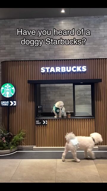 First doggy Starbucks ⭐️