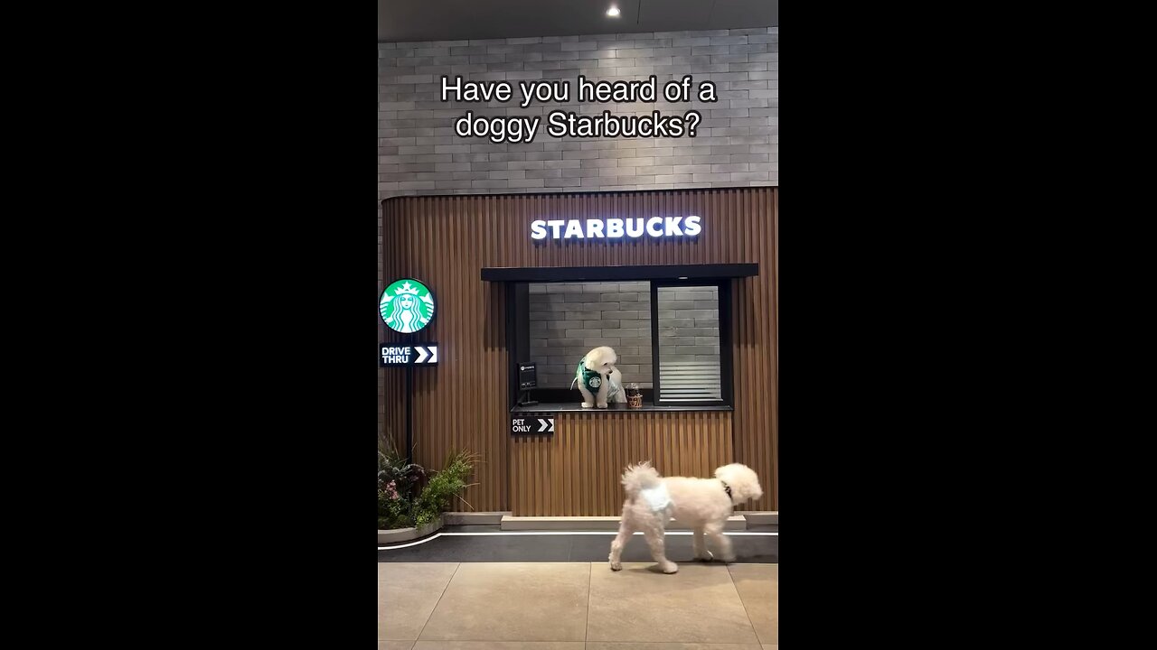 First doggy Starbucks ⭐️