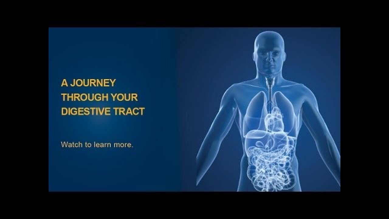 The Digestive Process: How Your Body Turns Food into Energy