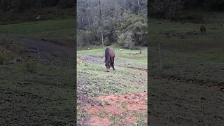 The secret lives of horses