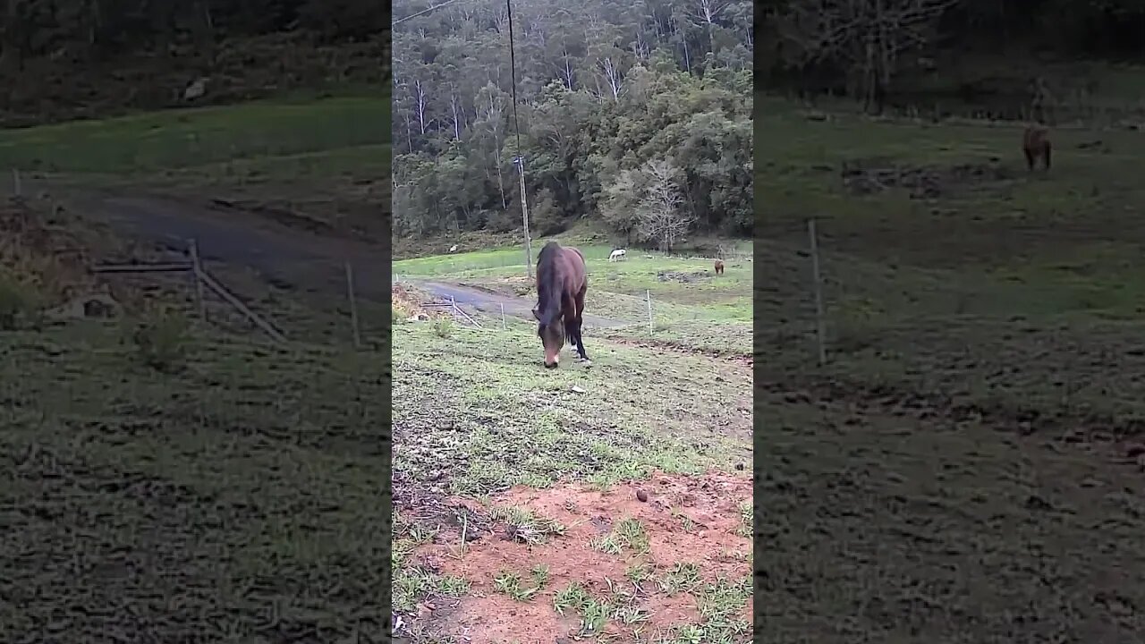 The secret lives of horses