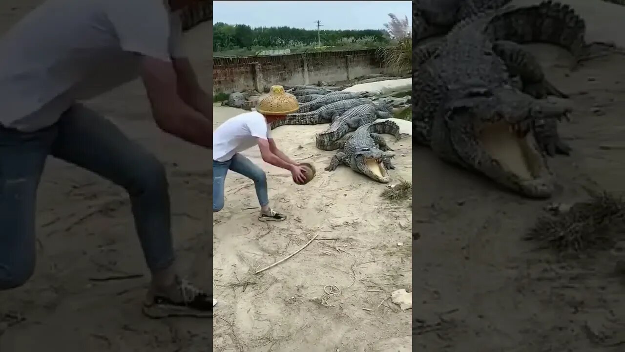 Dando de Comer para os Jacarés 😱🐊😨🐉😳 #shorts