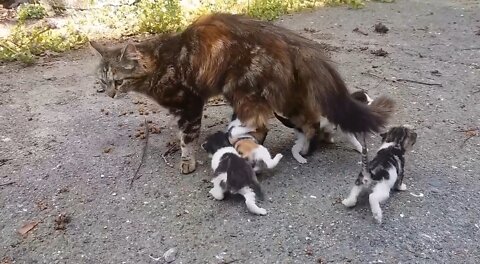 Baby kittens meowing very loudly for mom cat
