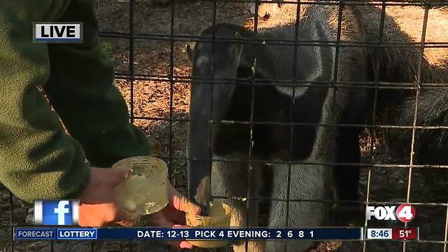 Naples Zoo offers up-close wild encounters - 8:30am Live Report