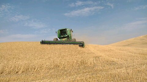 Combine Wheat Farming