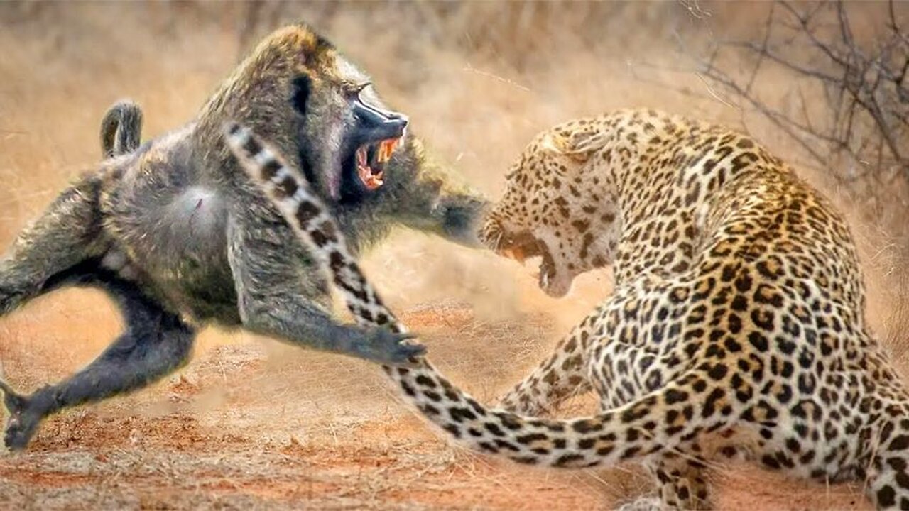 Baboons are so scary! Baboon defeats leopard to save meerkat, true wild animal attack!