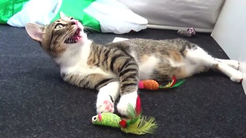 Crazy Cute Kitten Plays with Cat Toys