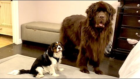 Newfie Tries To Bark Quieter While Playing With Puppy Friend