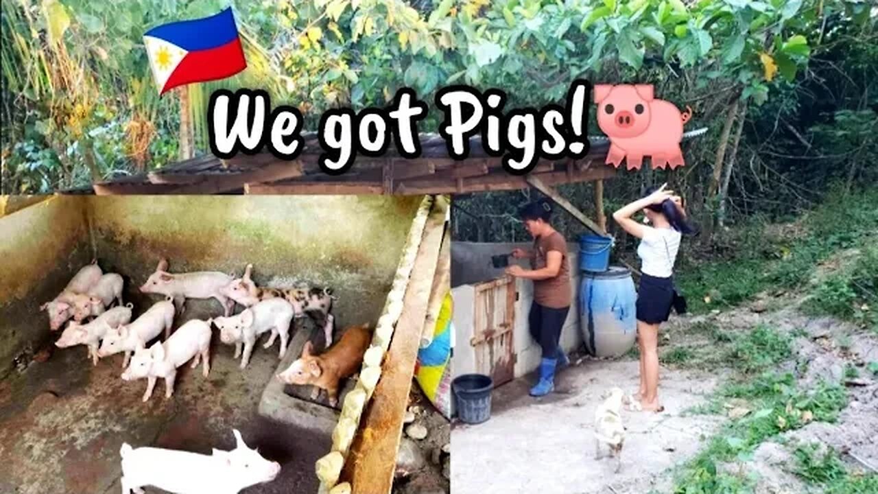 We got PIGS!!!🐖🐷🇵🇭 Building a Pig Pen| Province life | Philippines