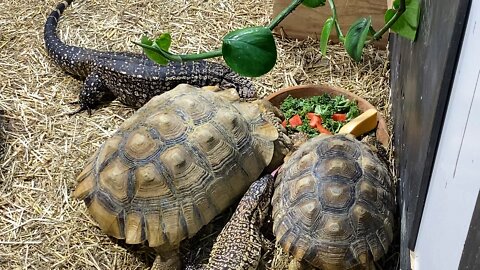 Tegus check out tortoise veggies