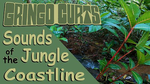 Coastal Jungle Sounds from Evening til After Dark. (ASMR, Tapping, Bird Whistling, & No Talking)