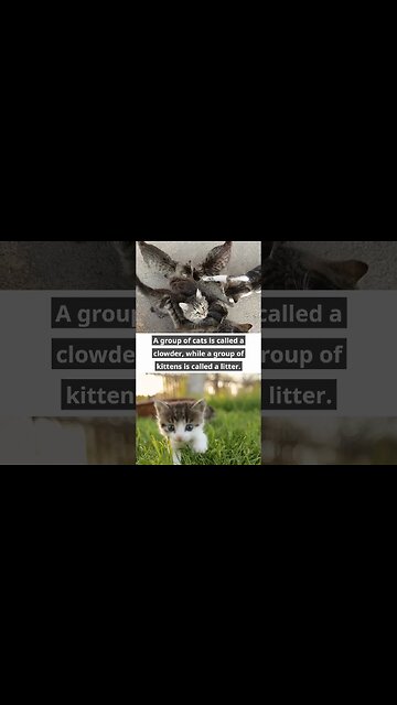 Cat Fun Facts 🐈 😻 🐈‍⬛️ #cats #facts #fun #shorts