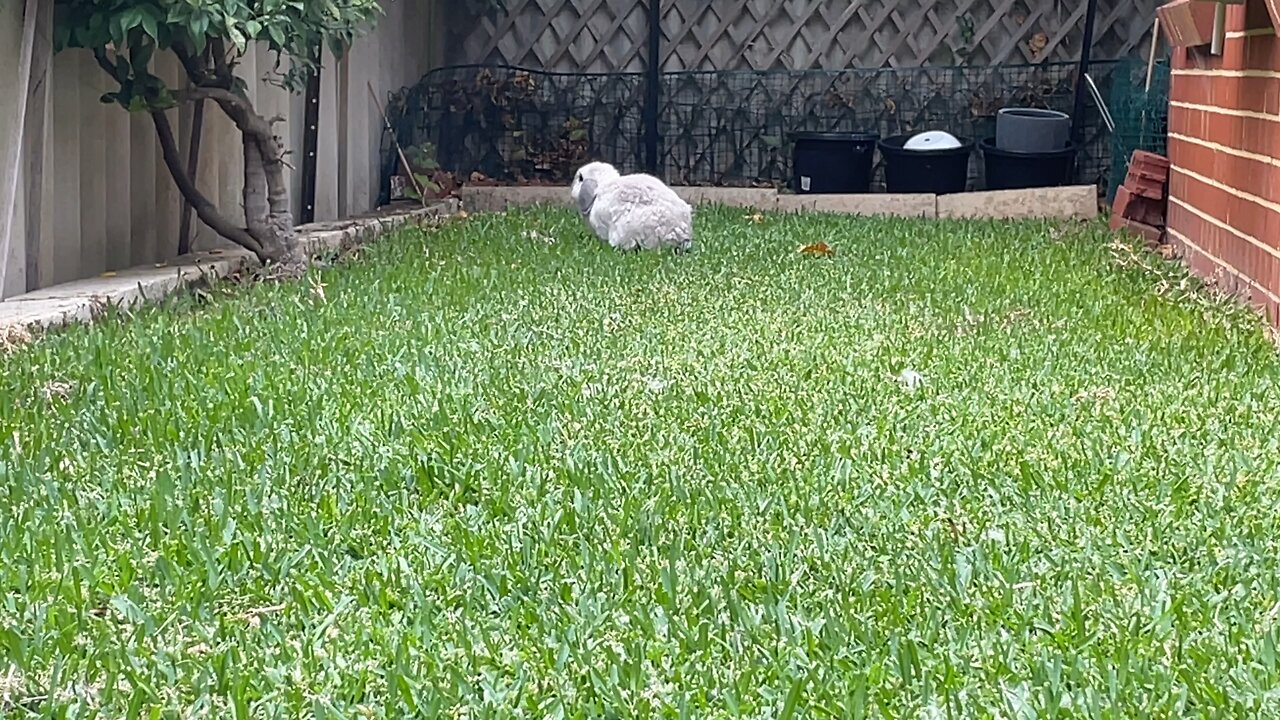 Garden Relaxation