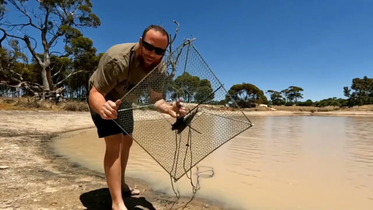 CATCH and COOK wheat belt YABBYs, CRAWFISH, CRAWDADs~5