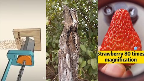 Did You Know These Things