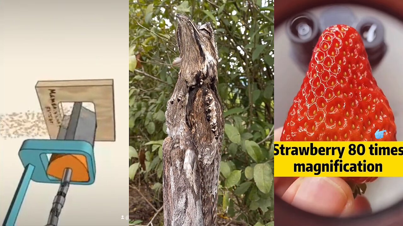 Did You Know These Things
