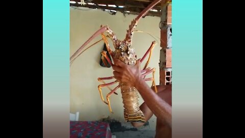 GIANT LOBSTER