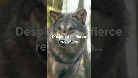 The Reality of Wolves #shorts #shorts
