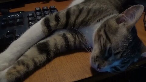 I Sleep on Your Keyboard, So You Can't Work Hooman
