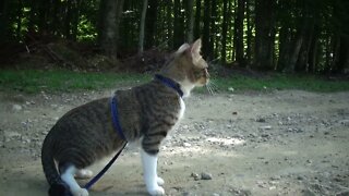 Little Cat Walks on a Mountain Path