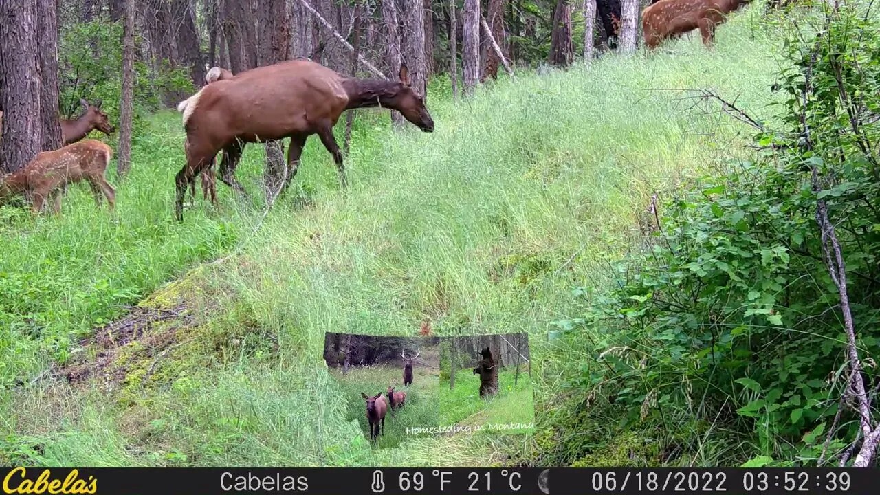 Elk enjoying the property.