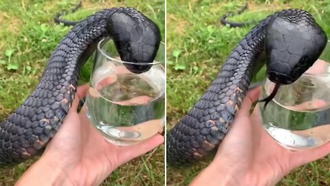 Cute Black Snake Video