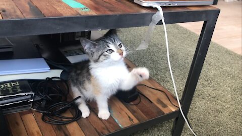 Cute and curious kitten playing with tape