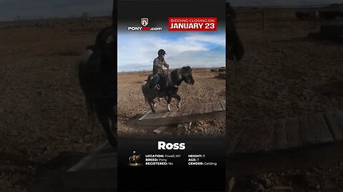 Ross! Offered on PonyBid.com - ending Monday | January 23rd!