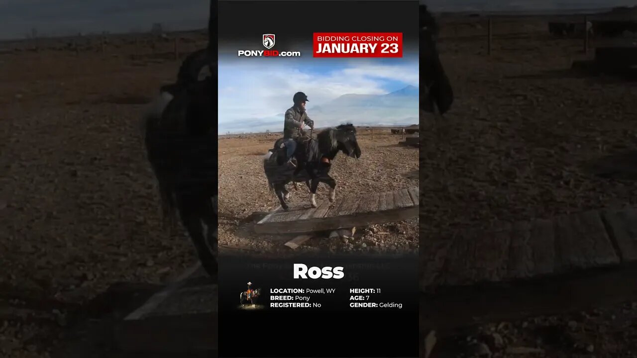 Ross! Offered on PonyBid.com - ending Monday | January 23rd!