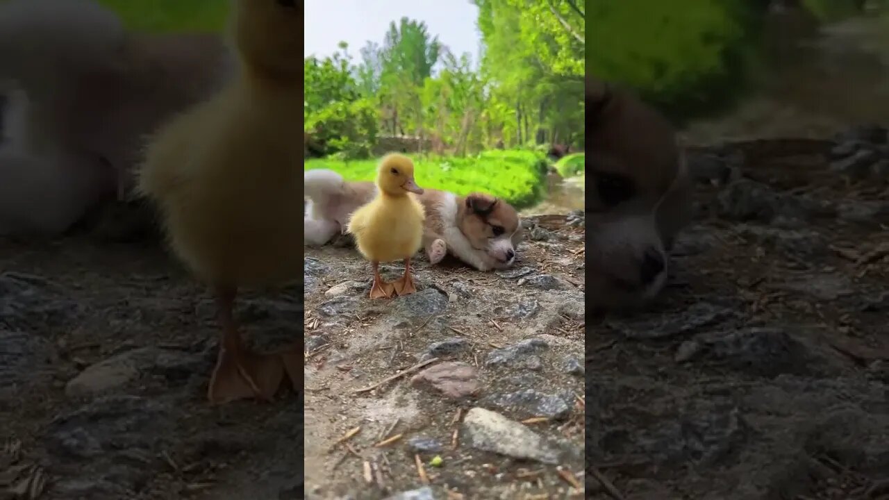 Cute Duck Baby & dog friend😍