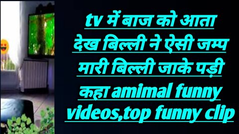 tv में बाज को आता देख बिल्ली ने ऐसी जम्प मारी बिल्ली जाके पड़ी कहा amimal funny videos,top funny clip