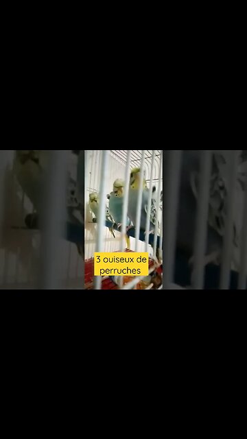 3 ouiseux de perruches