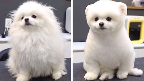 GROOMING POMERANIAN SPITZ - CUTE😍