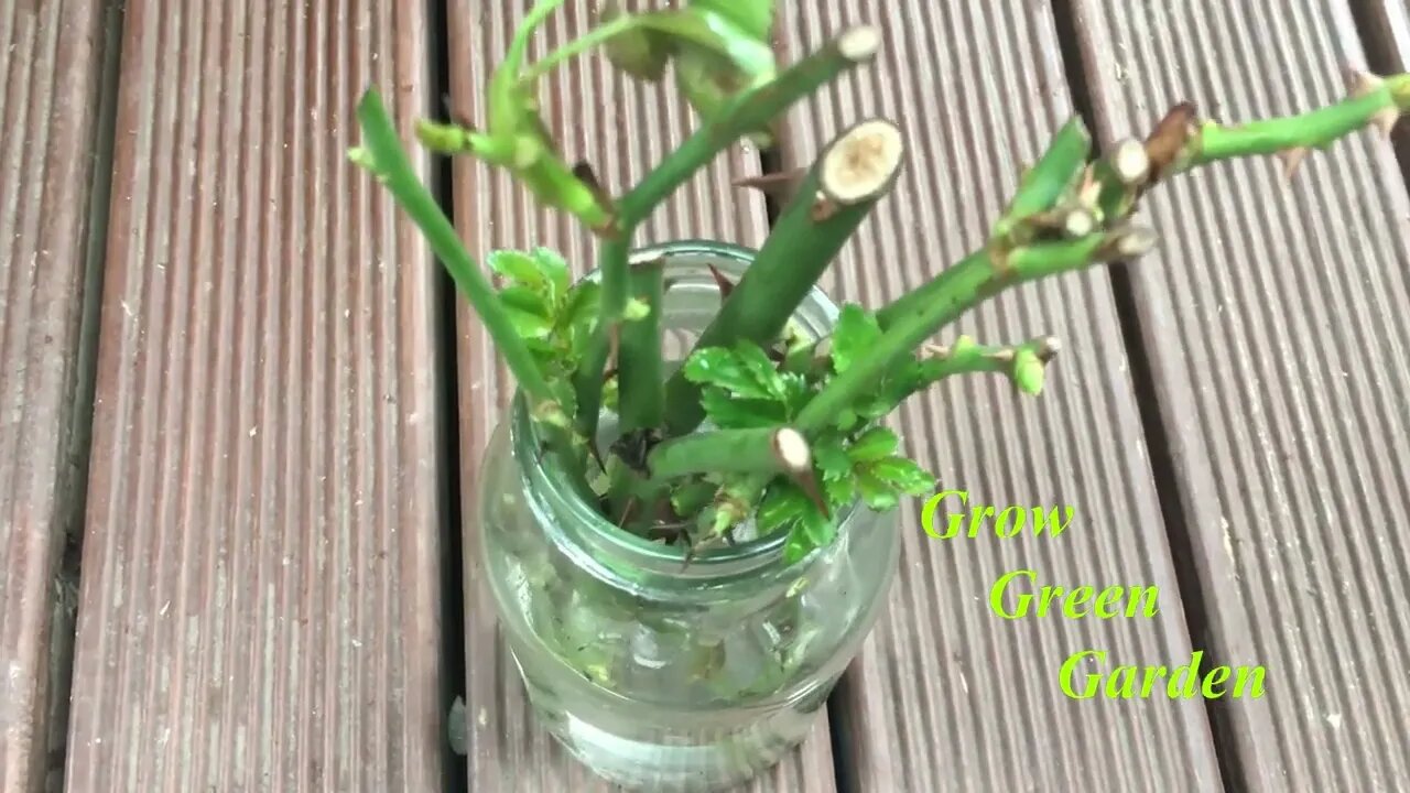 How to grow rose cuttings in water