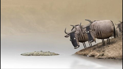 A couple of wildebeest contemplate crossing a river.