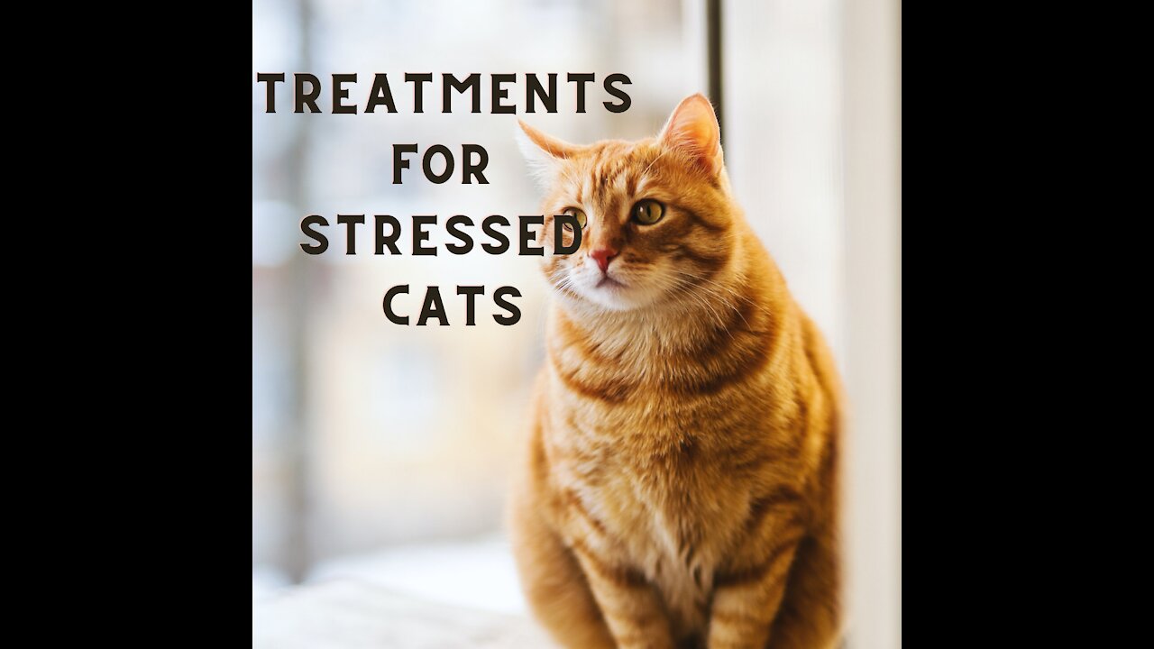 Cats 101- Treatment for stressed cats