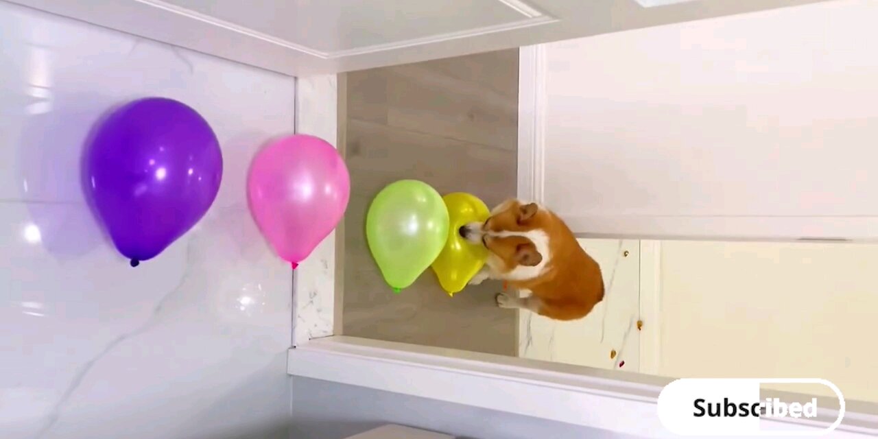 Bloon's dog targets # trending video🐕🤣