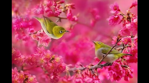 3 Hrs Delightful Relaxing Music, Peaceful Soothing Instrumental Music and Bird Sounds