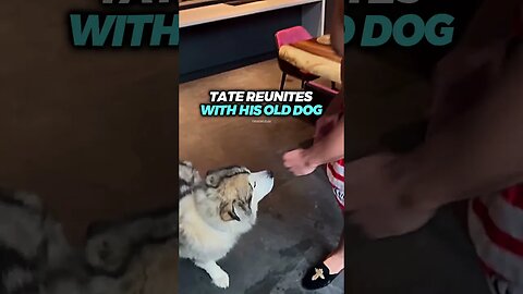 TATE REUNITES WITH OLD DOG AFTER 6 MONTHS (WHOLESOME)