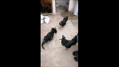 High quality ayam cemani breeders