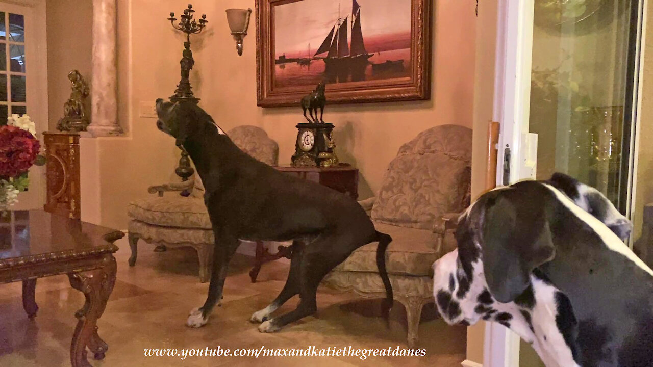 Great Dane Guard Dog Gets Comfy To Bark At An Odd Ghostly Orb