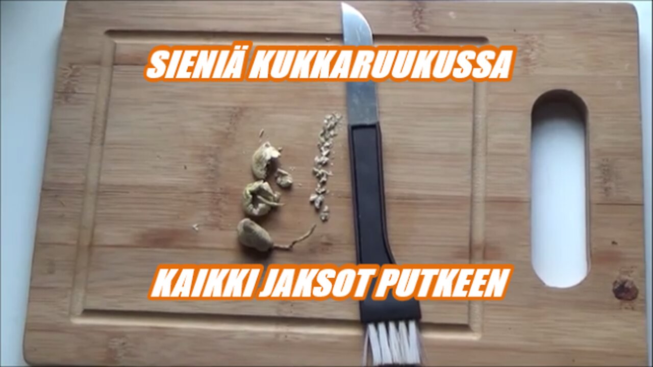 Sieniä kukkaruukussa - Kaikki jaksot putkeen