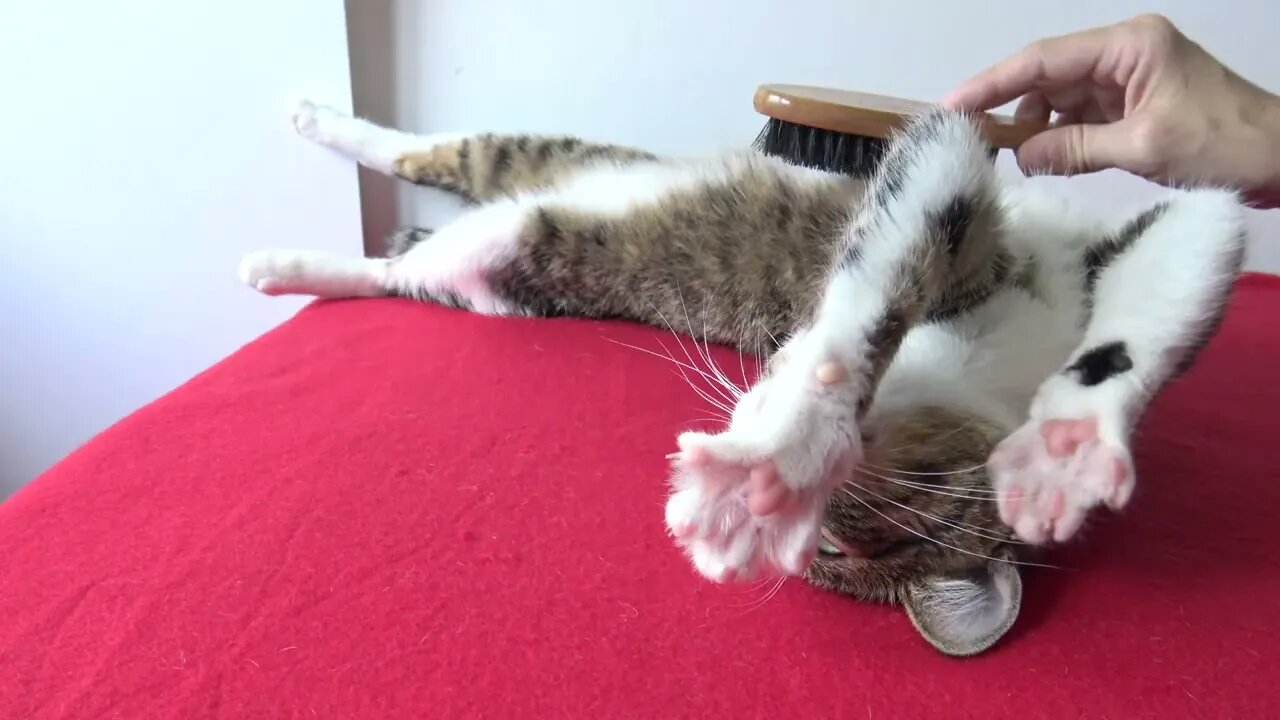 It Is Brushing Time for the Cat