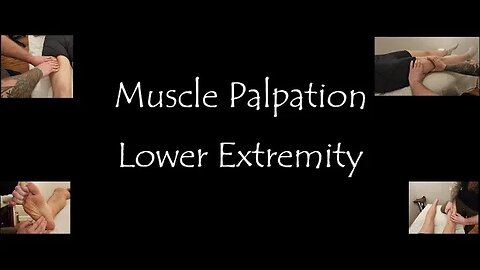 Muscle Palpation - Lower Extremity (Hip, Glute, Thigh, Leg, Ankle, Foot) [ASMR] [NEW] [Compilation]